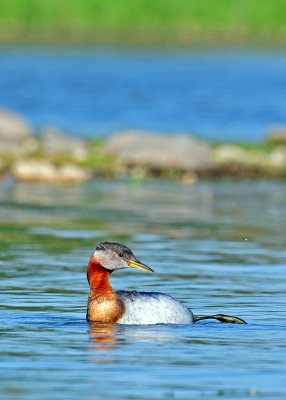 Red-necked Grebe (Podiceps grisegena)