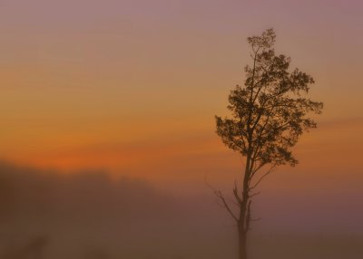 Elk Island foggy sunrise_DSC2150.jpg