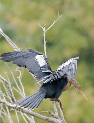 Anhinga (Anhinga anhinga)