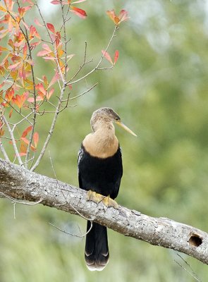 Anhinga (Anhinga anhinga)