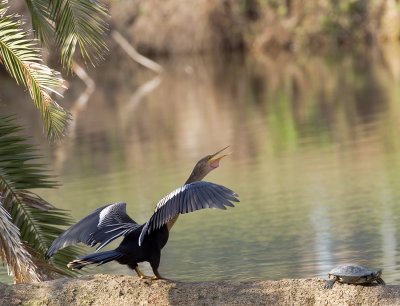 Anhinga (Anhinga anhinga)