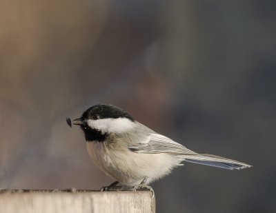 Black-capped Chickadee (Poecile atricapillus)