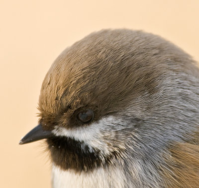 Boreal Chickadee (Poecile hudsonicus)