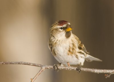 Common Redpoll (Acanthis flammea)