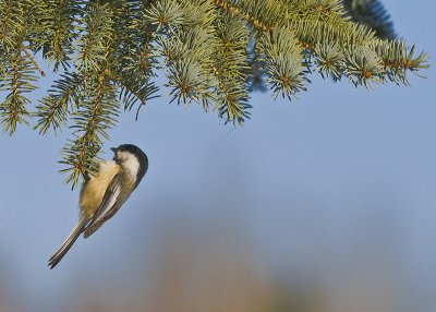 Black-capped Chickadee (Poecile atricapillus)