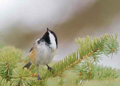 Black-capped Chickadee (Poecile atricapillus)