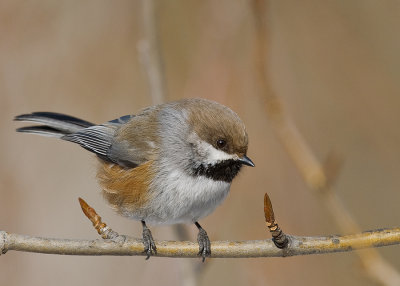 Boreal Chickadee (Poecile hudsonicus)