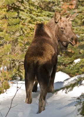 Moose (Alces alces)