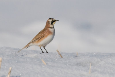 Horned Lark (Eremophila alpestris)