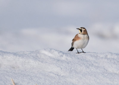 Horned Lark (Eremophila alpestris)
