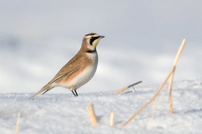 Horned Lark (Eremophila alpestris)