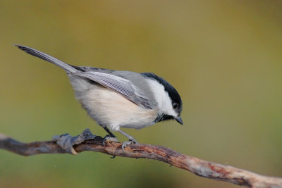 Black-capped Chickadee (Poecile atricapillus)