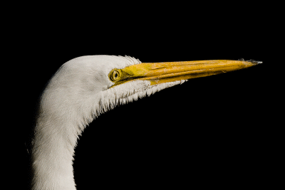 Critters of the Bayou (New Orleans 2009)