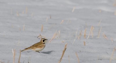 Horned Lark - Eremophila alpestris