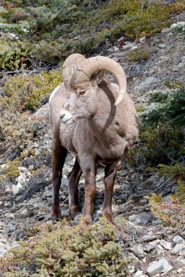 Bighorn Sheep - Ovis canadensis