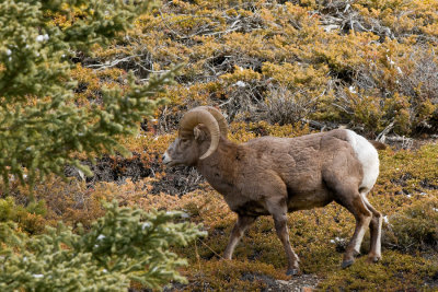 Bighorn Sheep - Ovis canadensis1