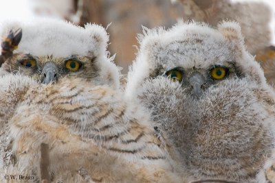 Great Horned Owl chicks - Bubo virginianus