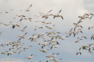 Snow Geese - Chen caerulescens