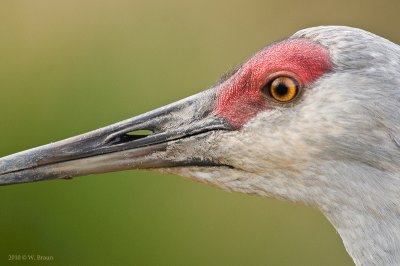 Sandhill Crane - Grus canadensis
