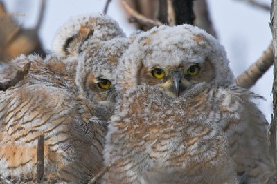 Great Horned Owl chicks - Bubo virginianus