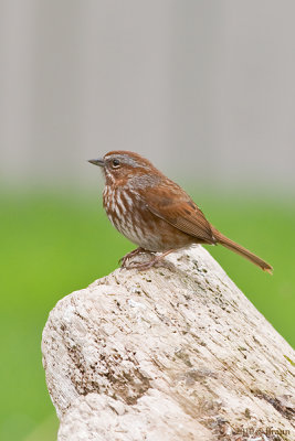 Song Sparrow - Melospiza melodia (Pacific Northwest variety)