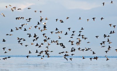 Sea Birds in Parksville, British Columbia
