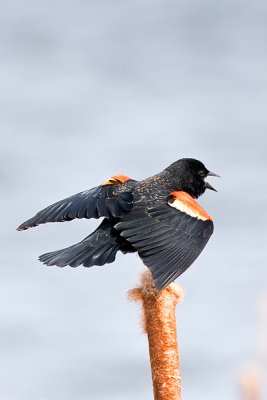 Red-winged Blackbird - Agelaius phoeniceus