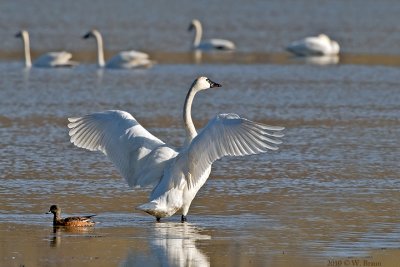 Tundra Swan - Cygnus columbianus