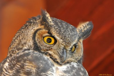Great Horned Owl - Bubo virginianus