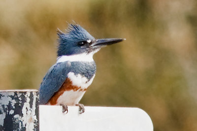 Belted Kingfisher - Megaceryle alcyon