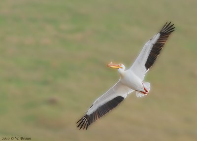 American White Pelican - Pelecanus erythrorhynchos