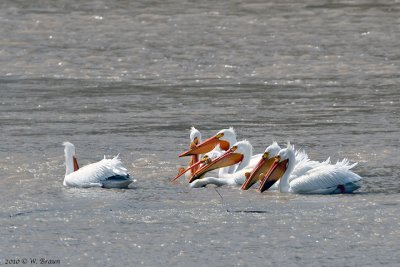 American White Pelican - Pelecanus erythrorhynchos