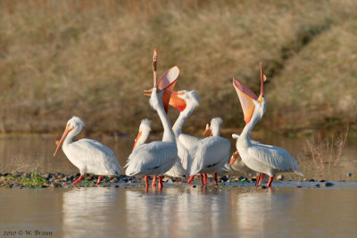 American White Pelicans - Pelecanus erythrorhynchos