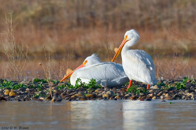 American White Pelican - Pelecanus erythrorhynchos