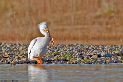 American White Pelican - Pelecanus erythrorhynchos