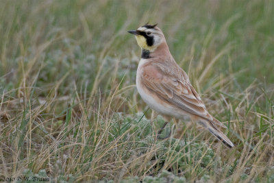 Horned-Lark.jpg