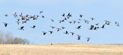 Canada Geese return to the Canadian Prairies