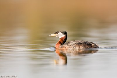 Red-necked Grebe - Podiceps grisegena