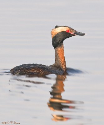 Horned Grebe - Podiceps auritus