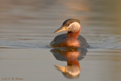 Red-necked Grebe - Podiceps grisegena