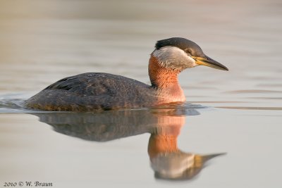 Red-necked Grebe - Podiceps grisegena