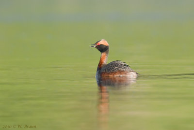 Horned Grebe - Podiceps auritus