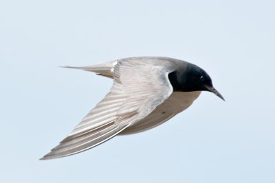 Black Tern - Chlidonias niger