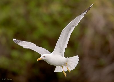 California Gull - Larus californicus