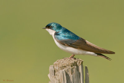 Tree Swallow - Tachycineta bicolor