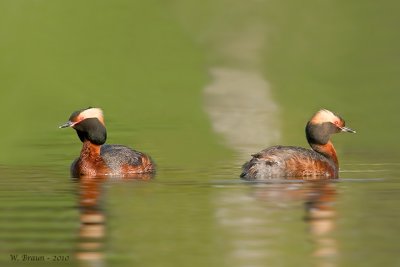 Horned Grebe - Podiceps auritus
