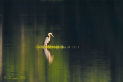 Great Blue Heron - Ardea herodias
