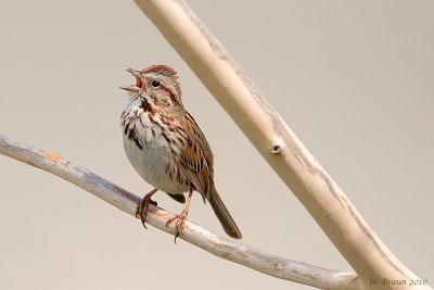 Song Sparrow - Melospiza melodia