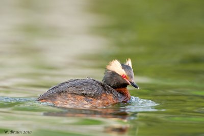 HornedGrebe_20100526_5248.jpg