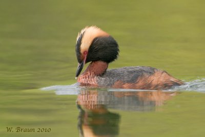HornedGrebe_20100531_5325.jpg